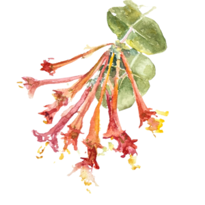 watercolor sketch of coral honeysuckle flowers by pam johnson brickell